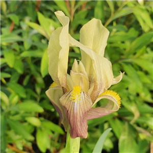 Iris Reichenbachii 'Yellow Form'